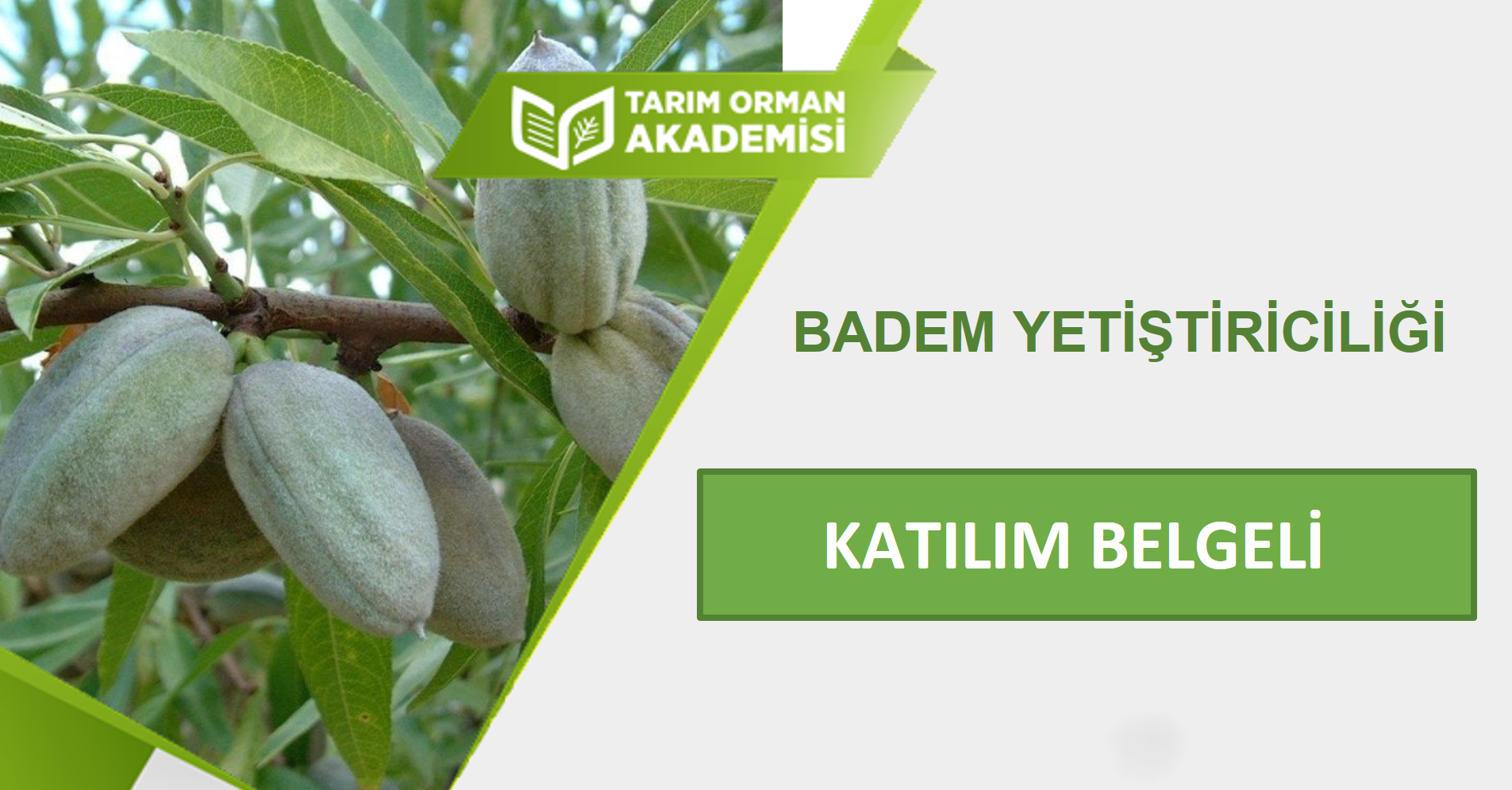 Badem Yetiştiriciliği