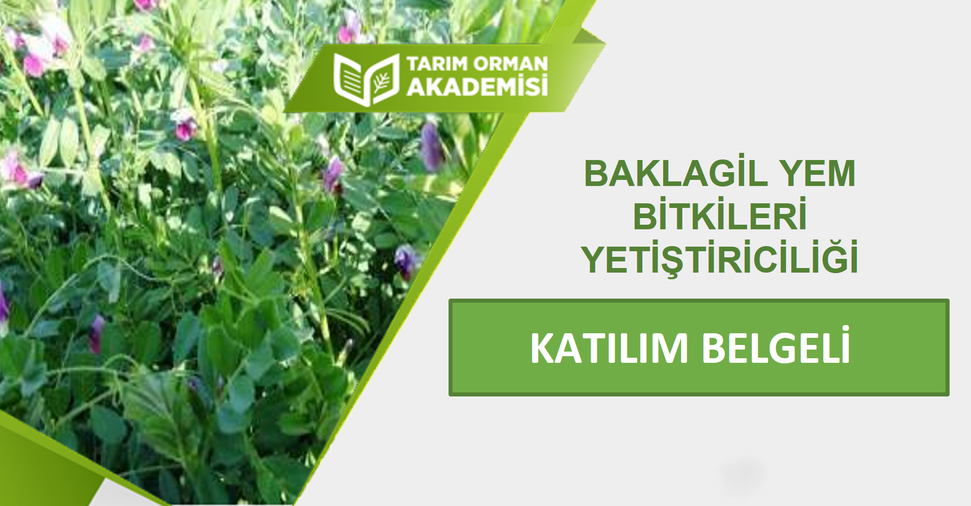 Baklagil Yem Bitkileri Yetiştiriciliği