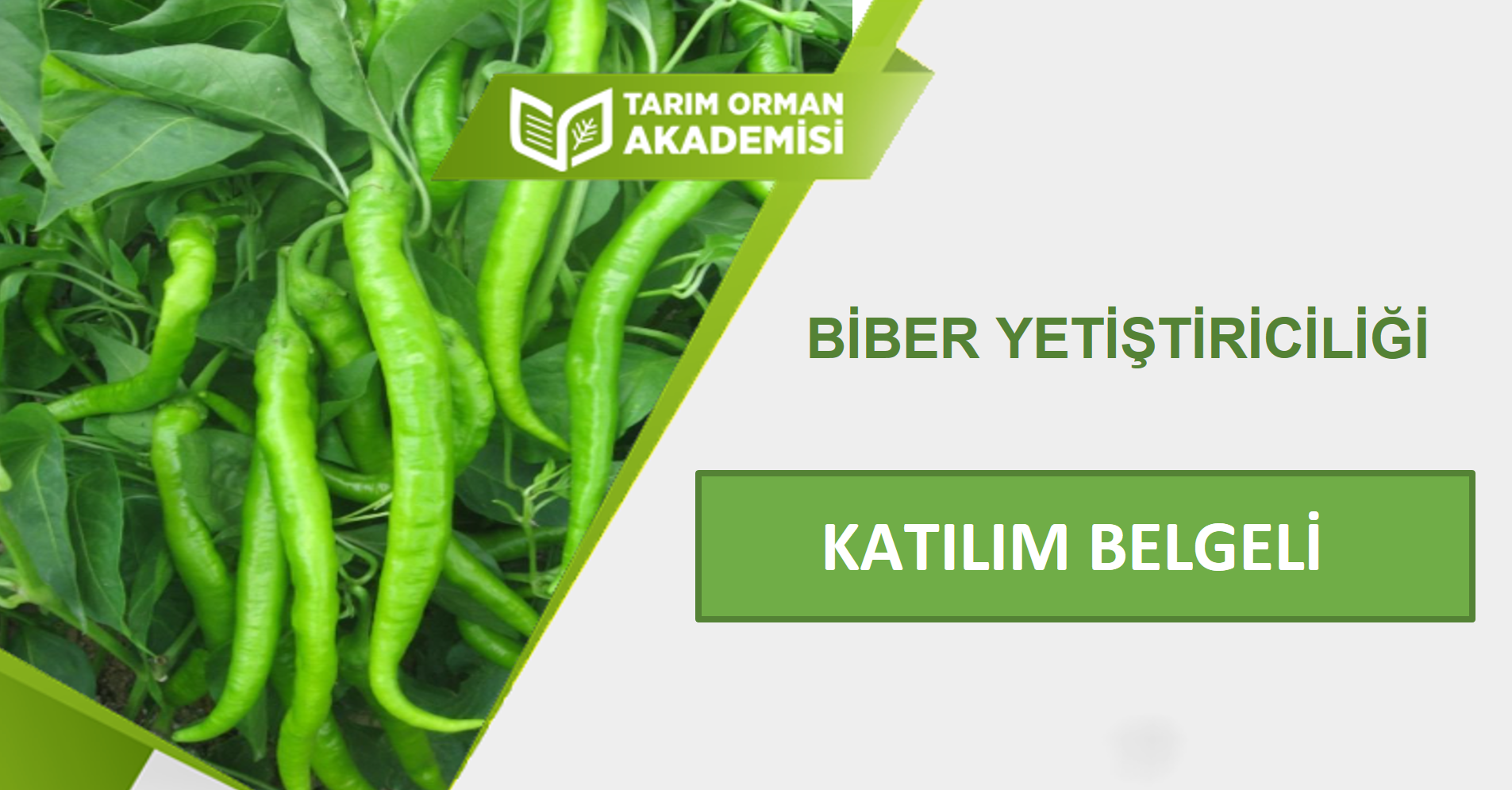 Biber Yetiştiriciliği