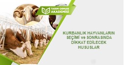 Kurbanlık Hayvanların Seçimi ve Sonrasında Dikkat Edilecek Hususlar