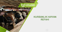 Kurbanlık Hayvan Refahı