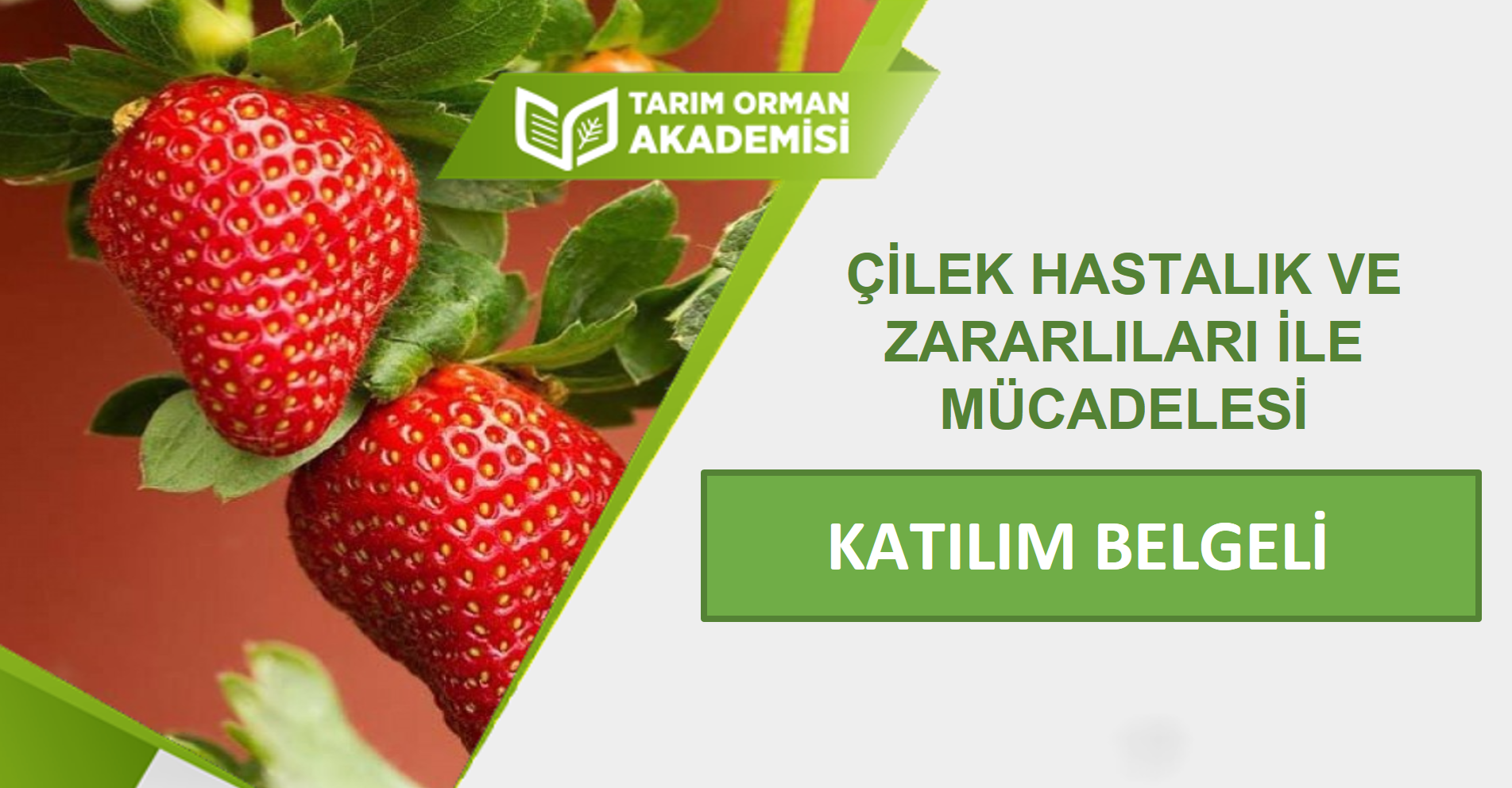 Çilek Hastalık Ve Zararlıları İle Mücadelesi