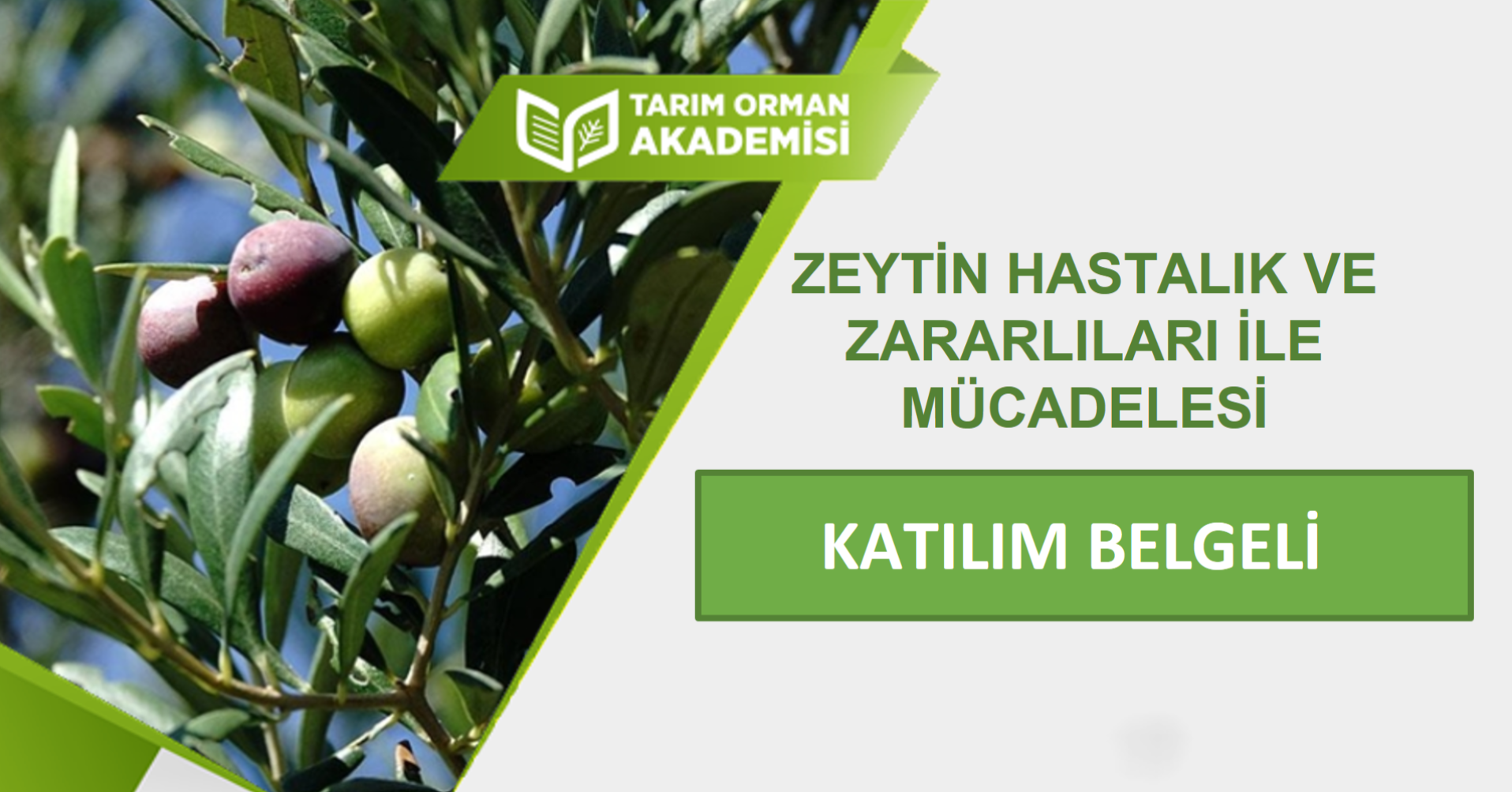 Zeytin Hastalık ve Zararlıları İle Mücadelesi