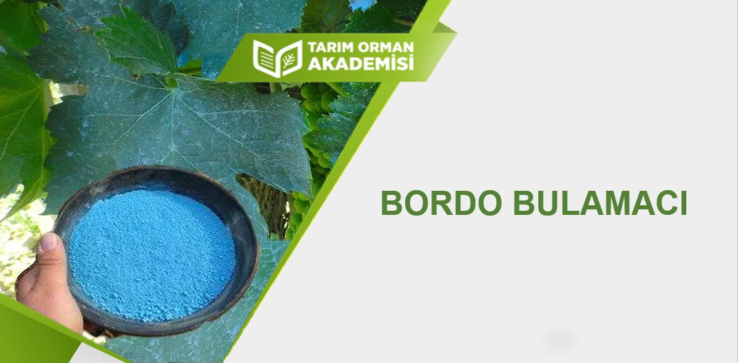 Bordo Bulamacı