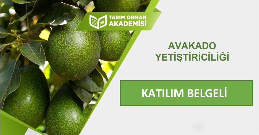 Avakado Yetiştiriciliği