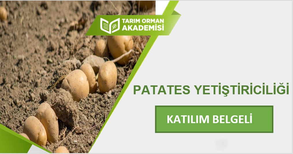Patates Yetiştiriciliği
